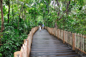 Wooden pathway lays through the jungle of the zoo