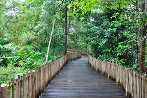 Wide wooden pathway