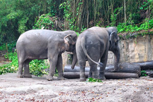 “Meet the ladies” because all five of the elephants in the zoo are female!