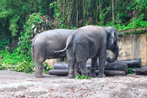 Two female elephants