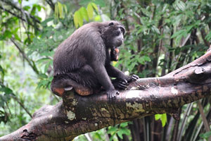 Celebes crested macaque “Macaca nigra”
