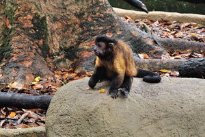 Tufted capuchin “Cebus apella”