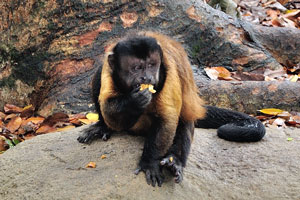 Brown capuchin