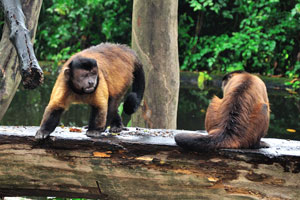 Extensively hunted for meat, brown capuchins are also kept as pets in many parts of the world