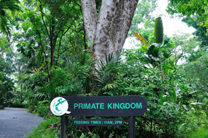 Primate Kingdom, feeding times: 11 am, 2 pm
