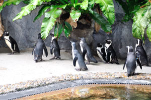 African penguin “Spheniscus demersus”