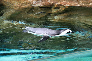 African penguin while swimming