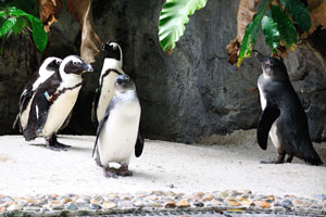 The average lifespan of an African penguin is 10 to 27 years in the wild, and possibly longer in captivity