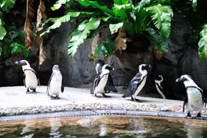 African penguins grow to 60-70 cm (24-28 in) tall and weigh between 2,2-3,5 kg (4,9-7,7 lb)