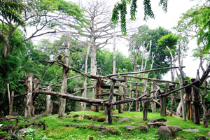 Free-range orangutan island