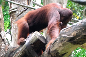 The Singapore Zoo is the first zoo in the world which features a free-ranging area for the orangutans