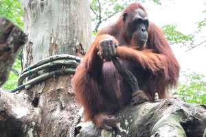 The Singapore Zoo is proud to have bred tens of orangutans