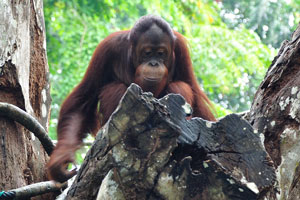 The Singapore Zoo is home to two species of orangutans: the Bornean orangutan and the Sumatran orangutan