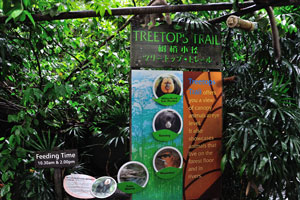 Treetops Trail offers you a view of canopy animals at eye level