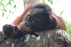 Sincere eyes of orangutan