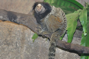 “Marmoset” came from a French word “marmouset”, which means “dwarf”