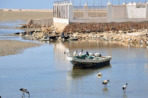 You will see the ibises in the seaport which are presented in the big quantity