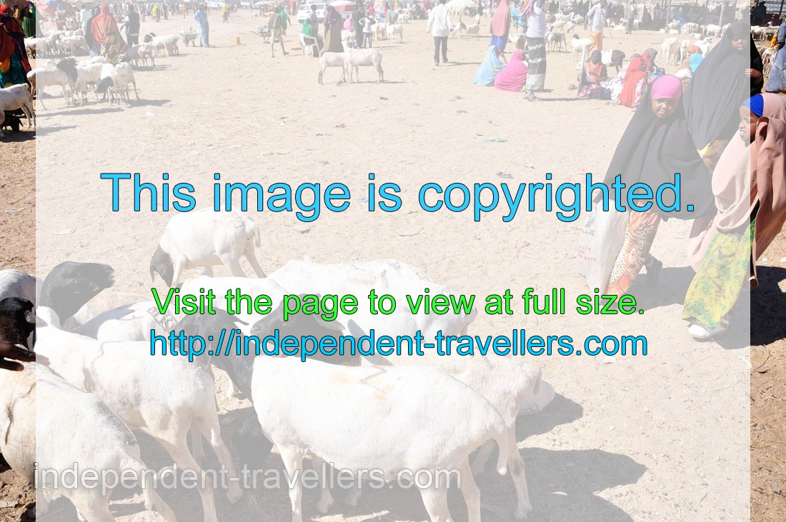 A flock of Somali sheep on the livestock market