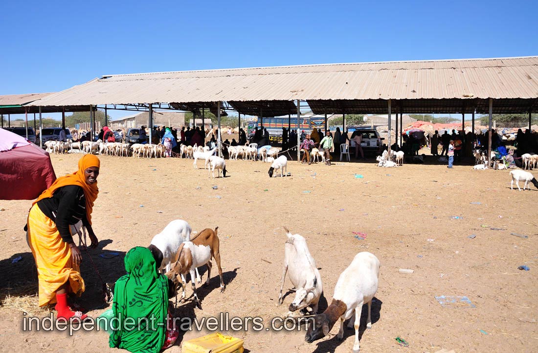 Sheep on the livestock market