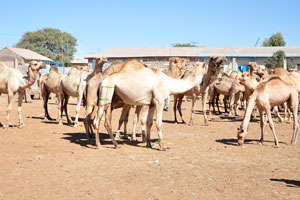 Camels on the livestock market