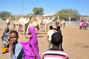 Somali young people on the livestock market