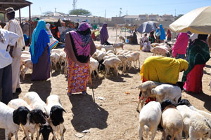 People and sheep on the livestock market