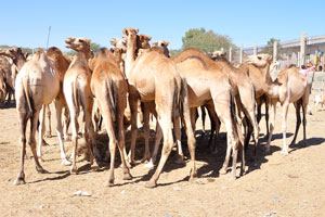 A herd of the camels on the livestock market