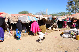 Tents of the vendors on the livestock market
