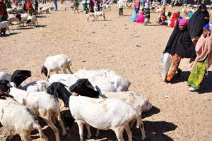 A flock of Somali sheep on the livestock market