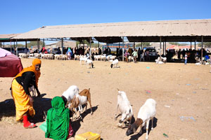 Sheep on the livestock market