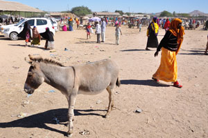 Donkey on the livestock market