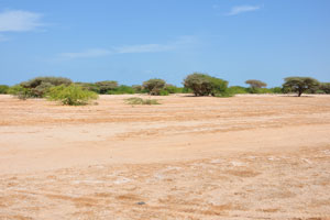 Deserted landscape near the Loyada town is full of the green trees