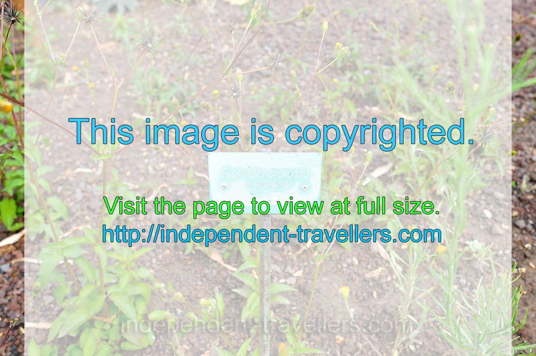 The label reads “Euphorbia bravoana, Euphorbiaceae”