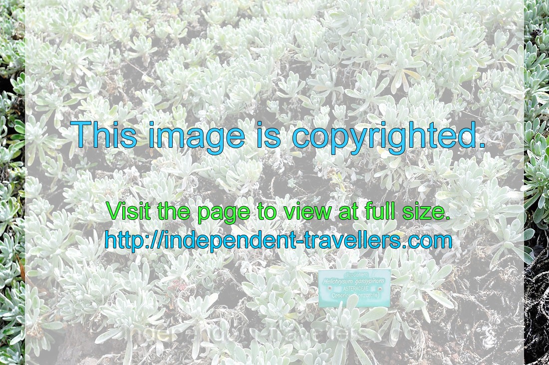 The label reads “Algodonera, Helichrysum gossypinum, Asteraceae”