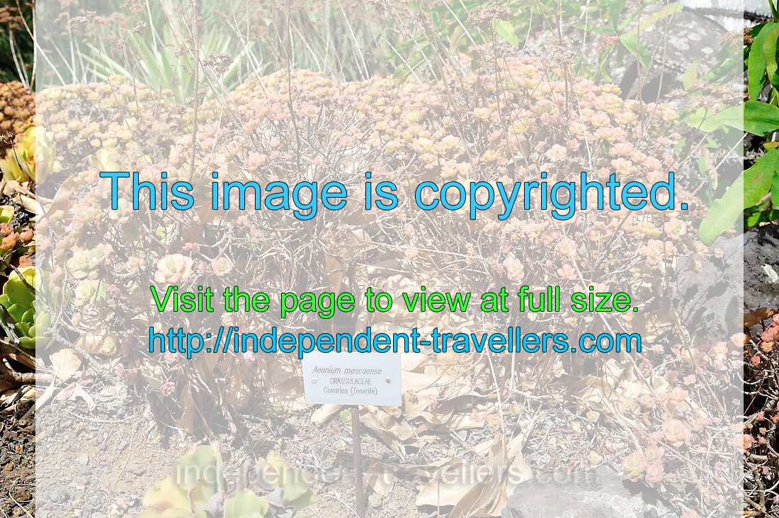 The label reads “Aeonium mascaense, Crassulaceae”