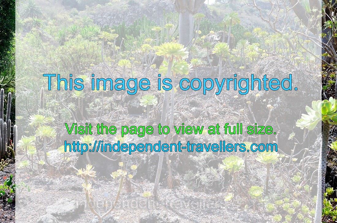Aeonium ciliatum is native to the Canary Islands