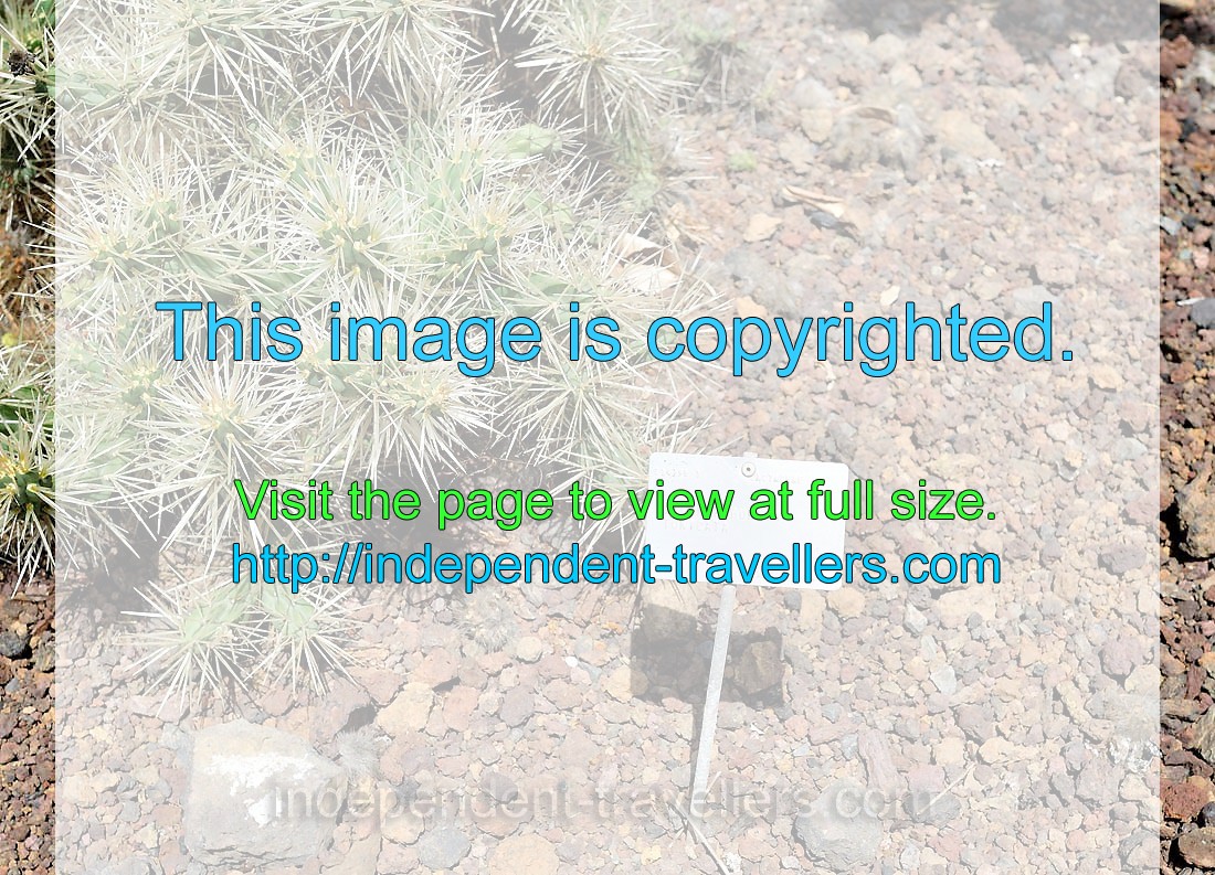 The label reads “Cylindropuntia tunicata”