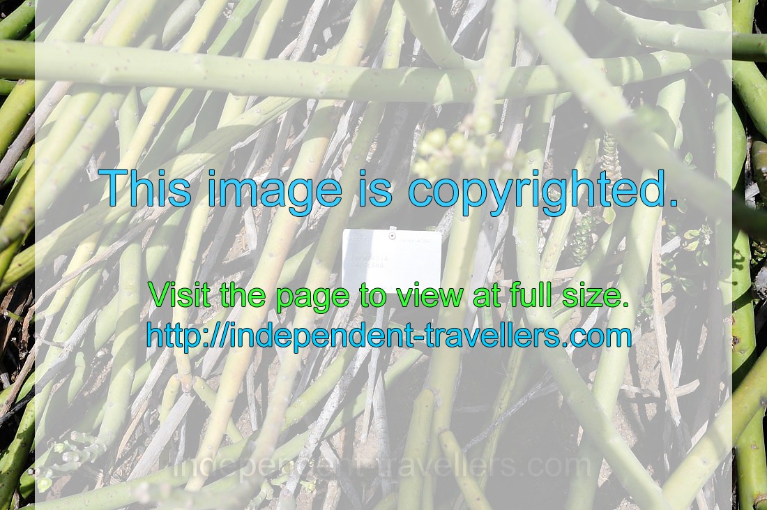 The label reads “Euphorbia dregeana, Namibia”