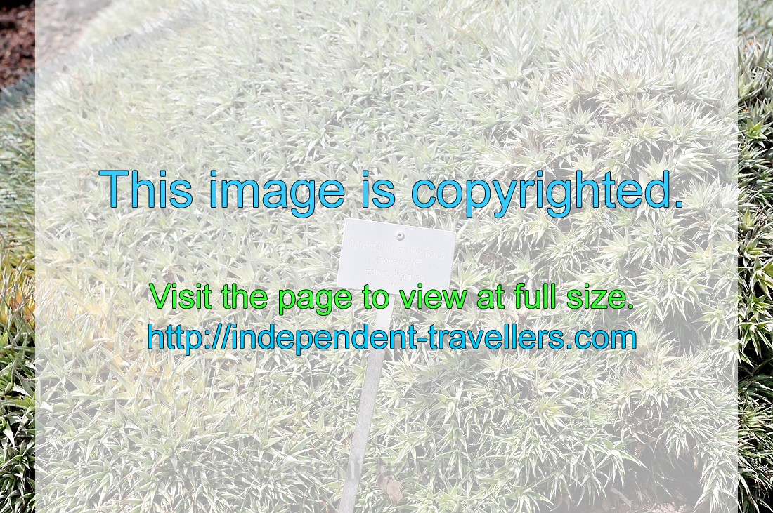 The label reads “Abromeitiella brevifolia, Bromeliaceae”