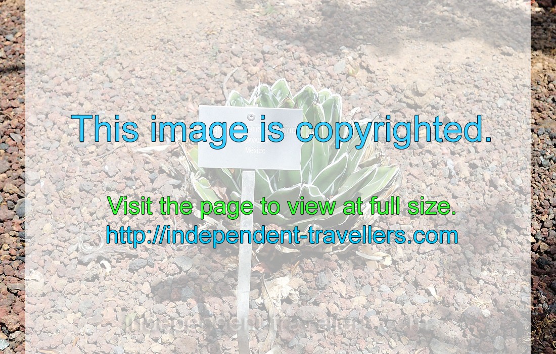 The label reads “Agave victoriae-reginae, Agavaceae, Mexico”