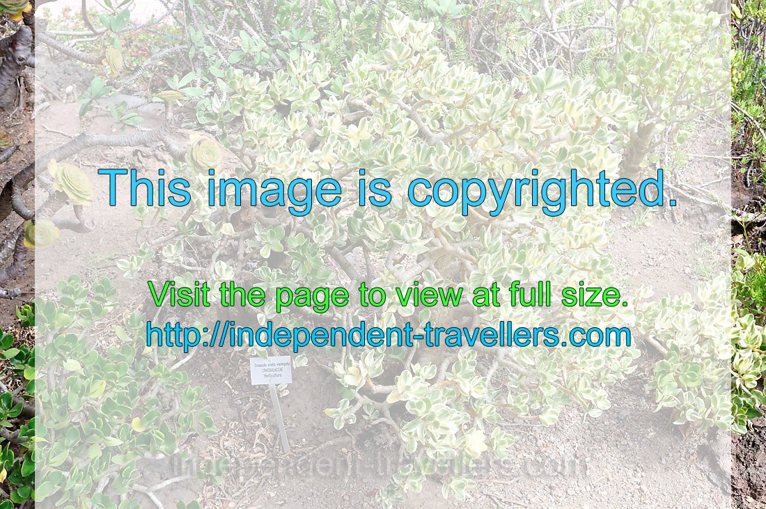 The label reads “Crassula ovata variegata, Crassulaceae, Horticultura”