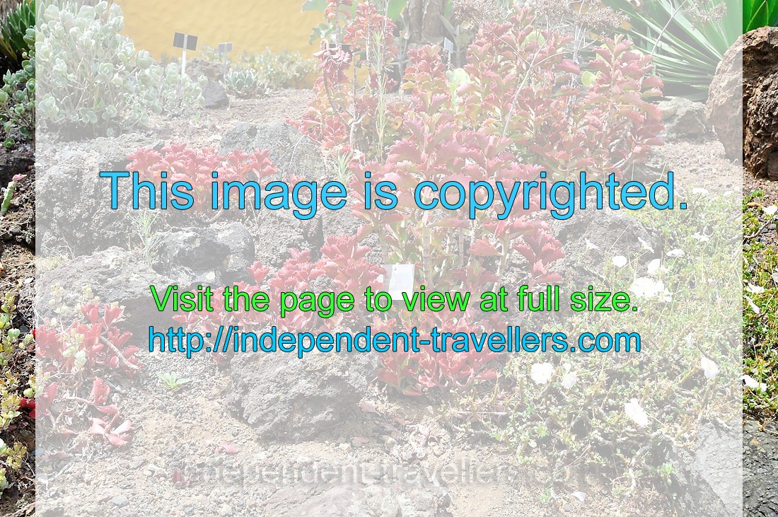 Kalanchoe longiflora is a succulent shrub with attractive multi-hued foliage