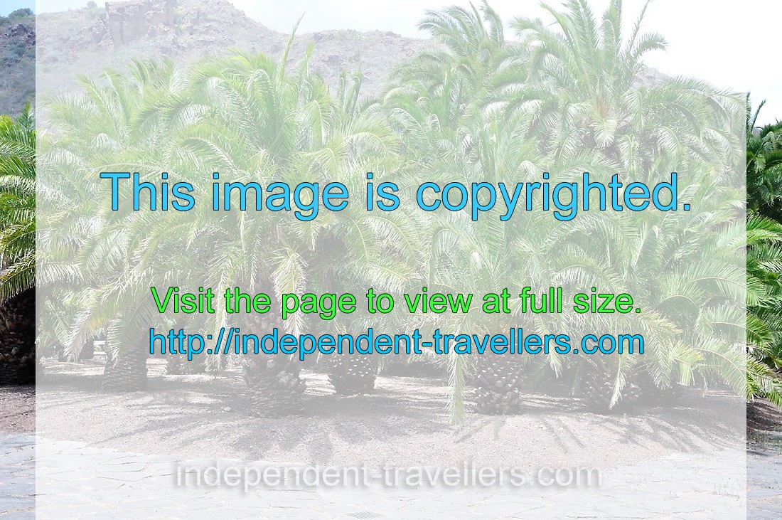 Phoenix canariensis is the natural symbol of the Canary Islands