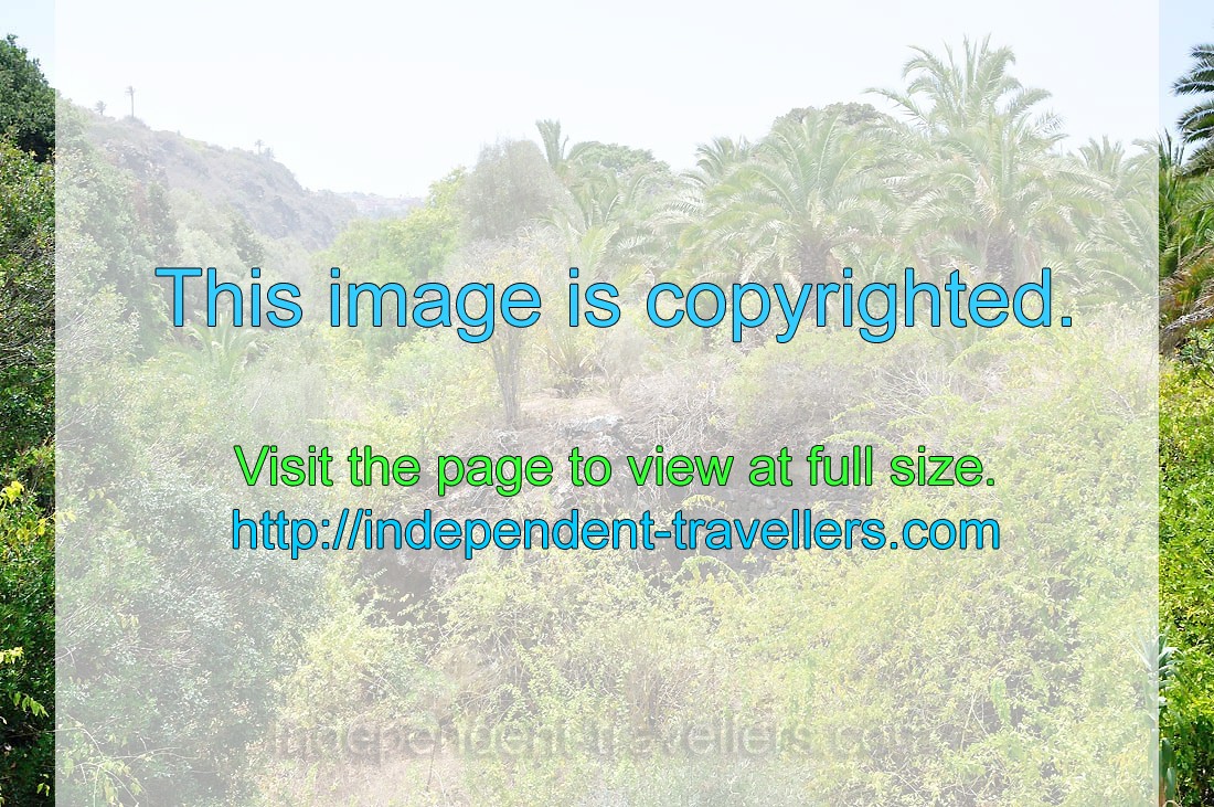 Canarian palm trees “Phoenix canariensis” grow over the Guiniguada ravine
