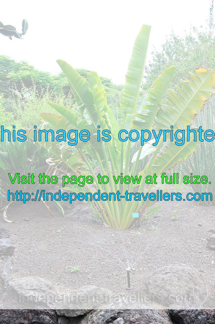 An irrigation sprinkler is watering the traveller's palm (Ravenala madagascariensis)