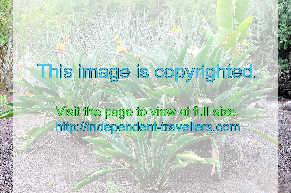 Plants of Strelitzia reginae “Bird of paradise” grow in the Ornamental garden