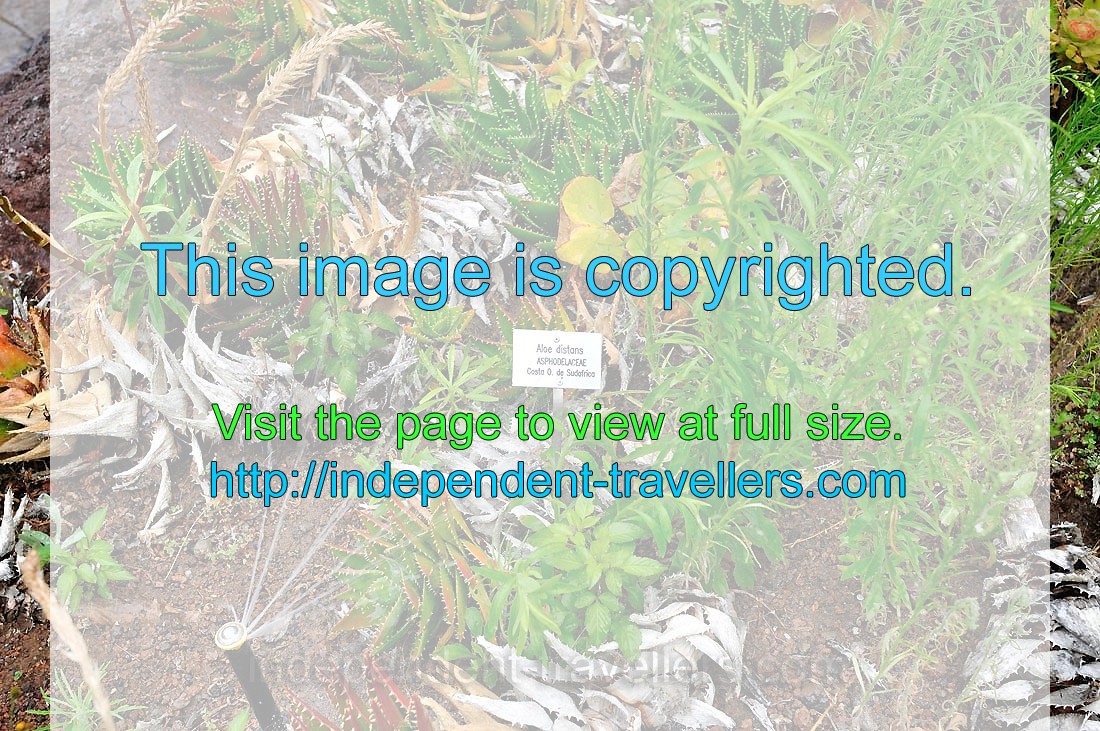 The label reads “Aloe distans, Asphodelaceae”