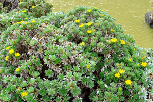 Green bushes with yellow flowers are on the lake