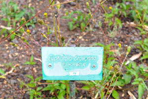 The label reads “Euphorbia bravoana, Euphorbiaceae”