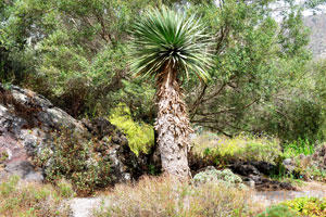 The Canary Islands dragon tree